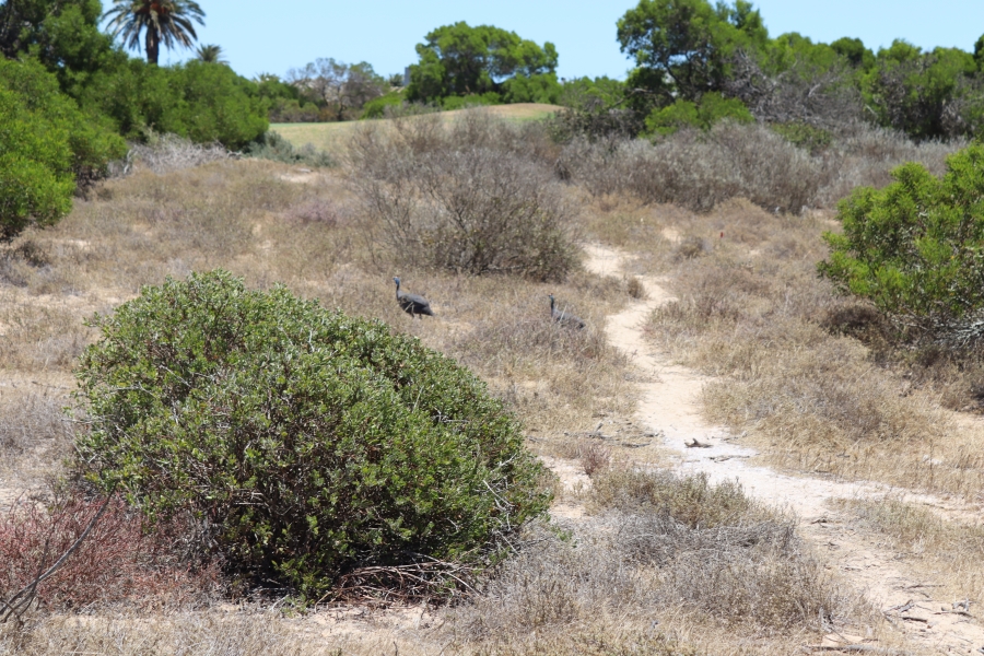 0 Bedroom Property for Sale in Shelley Point Western Cape